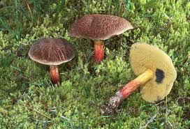 Image result for Xerocomellus diffractus