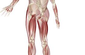 The muscles of the back that work together to support the spine, help keep the body upright and allow twist and bend in many directions. Hamstring Muscles And Your Back Pain