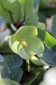 May 25, 2021 · the hellebore flower, also known as a winter rose is a cool climate perennial that will enliven any garden with it's bright colour. Ivory Prince Hellebore Landscape Plant Source Landscape Plant Source