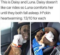 20 Funny Animal Memes That Will Make Your Day Lovely Animals World Funny Animal Memes Funny Animals Cute Funny Animals