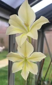 Image result for Gladiolus trichonemifolius
