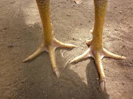 Digolongkan sebagai ayam petarung mematikan karena teknik serangan serta pukulan yang ganas. Ciri Sisik Ayam Pukul Mati Blog Spots