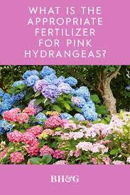 6 Tips For Getting The Prettiest Pink Hydrangea Flowers In Your Garden Pink Hydrangea Hydrangea Pink Planting Hydrangeas