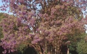 Image result for Bolusanthus