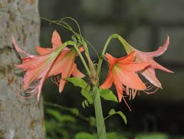 Image result for Hippeastrum puniceum