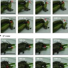 Residential and commercial pest services since 1931. Pdf Aggression Is Induced By Resource Limitation In The Monarch Caterpillar