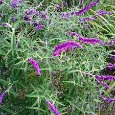 A more compact selection of the species. Salvia Leucantha Santa Barbara Salvia Santa Barbara In Gardentags Plant Encyclopedia