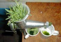 Wheatgrass Wikipedia