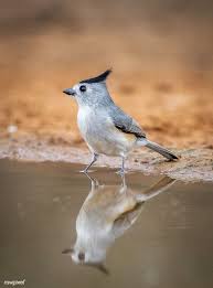 Birds Of A Feather Song Rio Song Bird Of South Texas Black Crested Titmouse Free Image By Rawpixel Com Beautiful Images Nature Bird South Texas