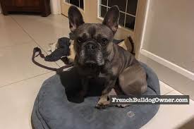 The breed's wide shoulders make deliveries almost impossible, and reputable breeders simply won't take the risk. This Is How Much It Costs To Own A French Bulldog Expensive