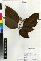 Image result for Grevea