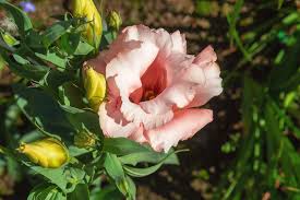 Image result for eustoma flamenco