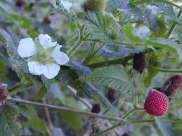 Image result for Rubus rosifolius