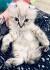 American Curl Kittens for Sale - Adoptapet