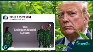 Trump Promotes Cannabis For Seniors, Sparking Legalization Talk As DEA Eyes  Marijuana Rescheduling