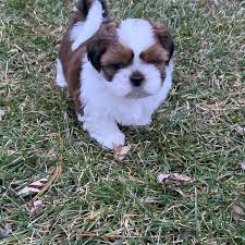 Mini & small breed puppies for sale in minnesota at valley view puppies eden valley, mn including over thirty varieties of mini & small breeds available. Shih Tzu Rescue South Shih Tzu Puppies For Rehoming Facebook