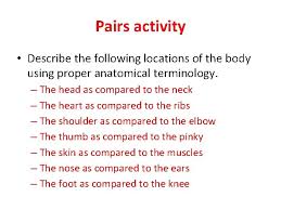 Anatomical terms for describing muscles: Introduction To Musculoskeletal Anatomy Ib Sehs Starter The