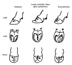 Image result for hoof disease chart for cow