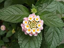 Image result for Lantana rugosa