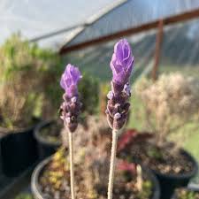 Image result for Lavandula dentata