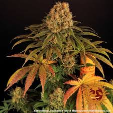 Raw garden™ aspires to a higher standard. Strawberry Lemonade Cannabis Seeds Barneys Farm