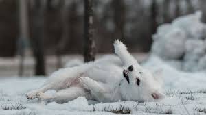 Maybe you would like to learn more about one of these? Puff 200 Unique Fluffy White Dog Names Pethelpful