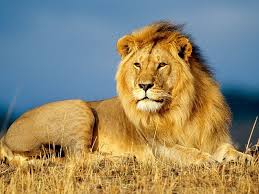Lion Gallery Images Pics Photos Pictures Photography Lion Pictures Lion Hd Wallpaper African Lion