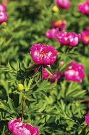 Check spelling or type a new query. The Story Of Swenson Gardens The World S Largest Chemical Free Peony Farm Lake Minnetonka