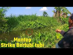 Belum Banyak Yg Tahu Umpan Cekutru Ikan Auto Lengket Bos