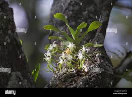 Image result for Cyrtorchis