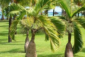 We did not find results for: 15 Perfect Small Florida Palm Trees Garden Lovers Club