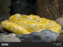 Burmese pythons require an experienced owner who is committed to proactive husbandry and is burmese python care sheet. Albino Burmese Python Image Photo Free Trial Bigstock