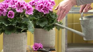 Regal this is the second largest interspecific pelargoniums in recent years, plant breeders in the us have created a new. Care Tips Regal Geranium Pelargonium Grandiflorum