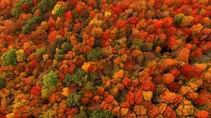 Maple leaf, canada acer nigrum maple leaf computer icons autumn, black, autumn, canada, canadian, fall, leaf, maple, tree icon, maple, leaf, monochrome png. Why Does Fall Foliage Turn So Red And Fiery It Depends The New York Times
