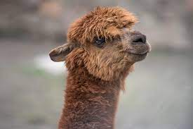 Camels like to stay together in groups called herds. Guanaco San Diego Zoo Animals Plants