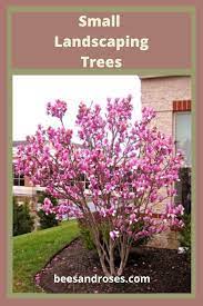 Small Landscaping Trees Front Yards Curb Appeal Backyard Ideas Best Landscaping Trees Trees For Front Yard Small Yard Landscaping