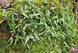 Image result for Aspleniaceae