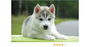 Amazon Com Conversationprints Cute Baby Husky Glossy Poster Picture Photo Siberian Beautiful Puppy Dog Posters Prints