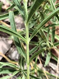 Image result for Congolanthus