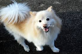 Pomeranian Black American Eskimo Dog 22909 Canined American Eskimo Pomeranian Hybrid Toy Dog Central Park Nyc 4 American Eskimo Dog Hybrid Dogs Dog Breed Info