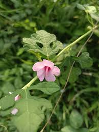 Image result for Urena