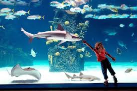 11 Of The Most Enchanting Man Made Wonders In Kentucky Newport Aquarium Big Aquarium Aquarium Photos