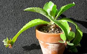 Image result for Kalanchoe gastonis-bonnieri