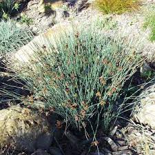 Image result for Juncus