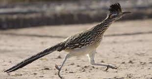 Birds Of The Southwestern Desert The Roadrunner Is A Speedy Ground Bird Of The Southwestern United States And Northern Mexico The Roadrunner Eats Li Bird Pictures Beautiful Birds Pretty Birds