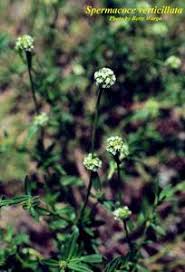 Image result for Spermacoce kirkii