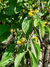 Image result for Grewia decemovulata