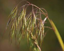 Invasive Cheatgrass A Danger To Dogs And The Environment