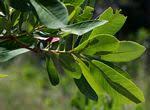 Image result for Terminalia brachystemma ×  sericea