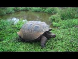 Video Galapagos Tortoises Including Lonesome George Green Global Travel Galapagos Tortoise Galapagos Tortoises